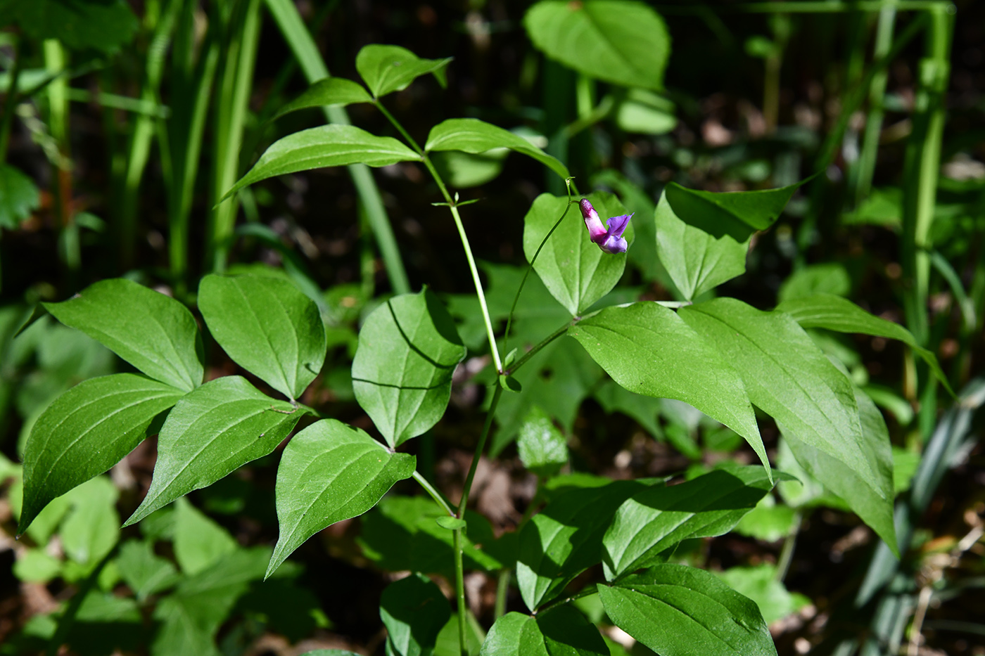 Image of Lathyrus vernus specimen.