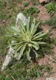 genus Verbascum