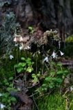 Linnaea borealis