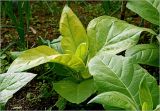 Nicotiana tabacum