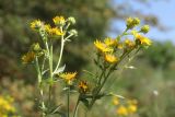 Inula britannica