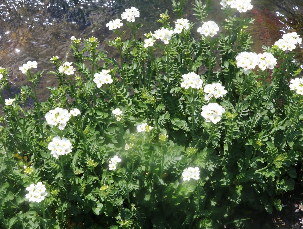 Изображение особи Cardamine uliginosa.
