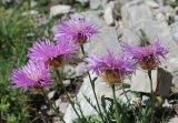 genus Centaurea. Верхушки побегов с соцветиями. Карачаево-Черкесская Республика, Малокарачаевский р-н, гора Малый Бермамыт, каменистый склон. 25.07.2025.