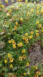 View full-size image Diapensia obovata