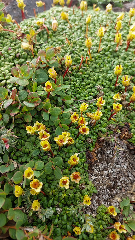 Image of Diapensia obovata specimen.