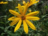 Helianthus tuberosus