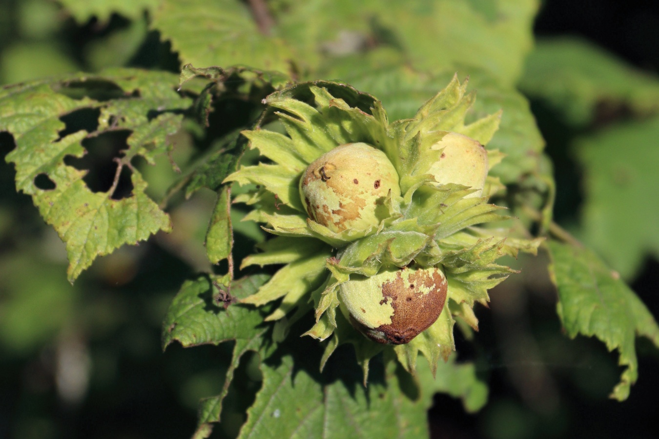 Изображение особи Corylus avellana.