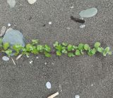 Image of taxon representative. Author is Григорий Токарев