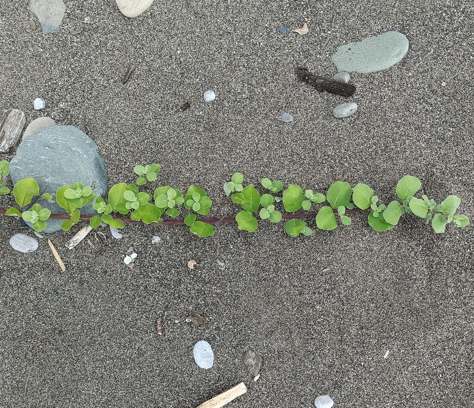 Изображение особи Неопознанный вид.