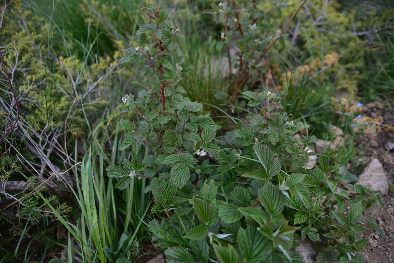 Изображение особи род Rubus.