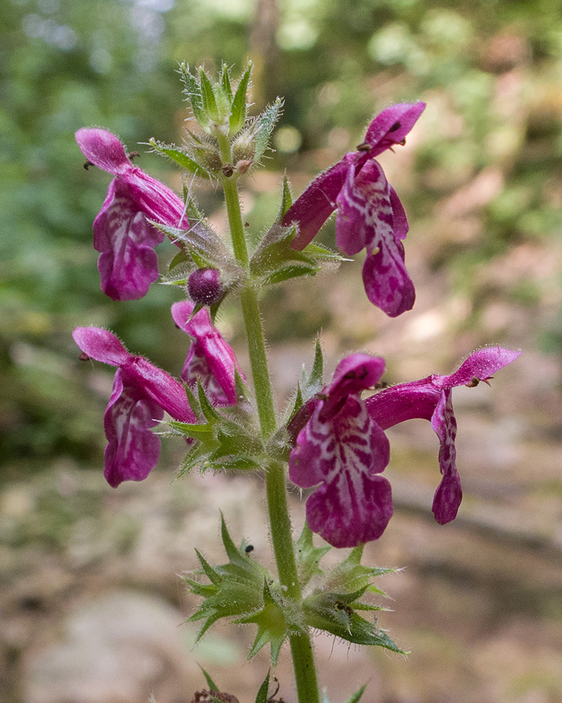 Изображение особи Stachys sylvatica.