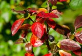 Cotoneaster lucidus. Часть ветви с плодами и листьями в осенней окраске. Пермь, Свердловский р-н, в озеленении двора. 10 сентября 2024 г.