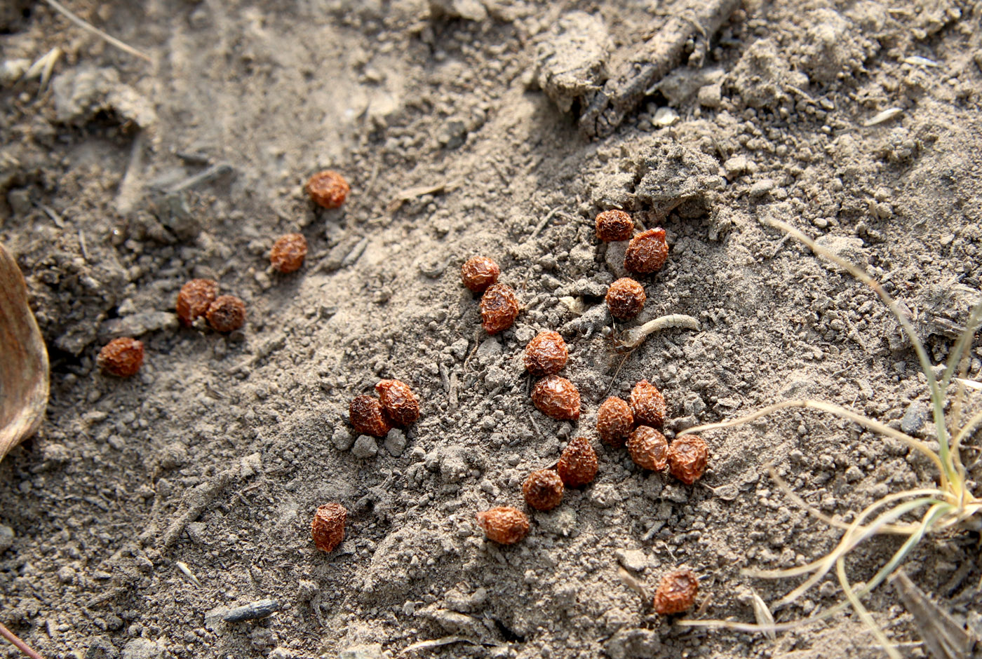 Изображение особи Iris aphylla.