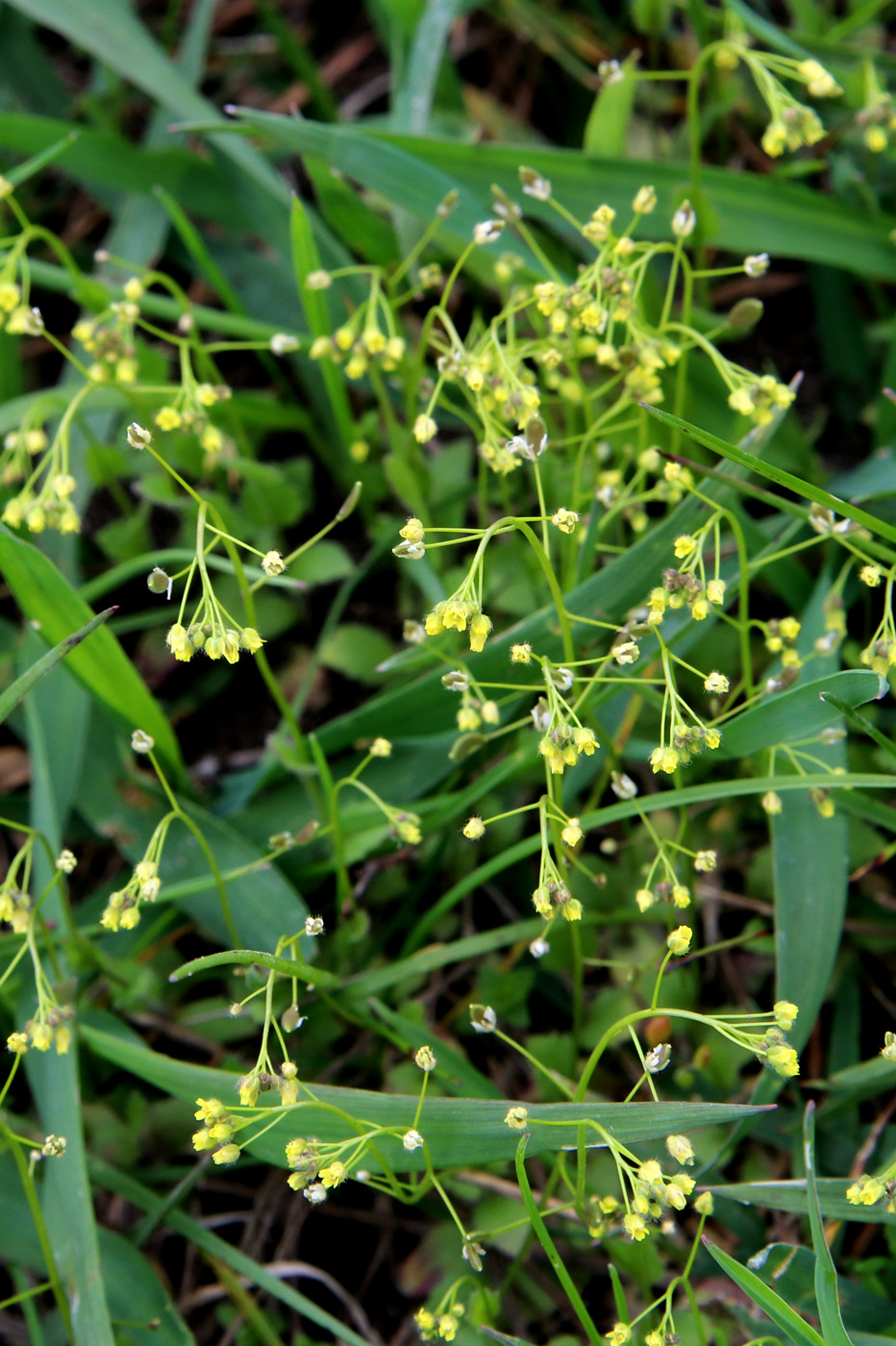 Изображение особи Draba nemorosa.