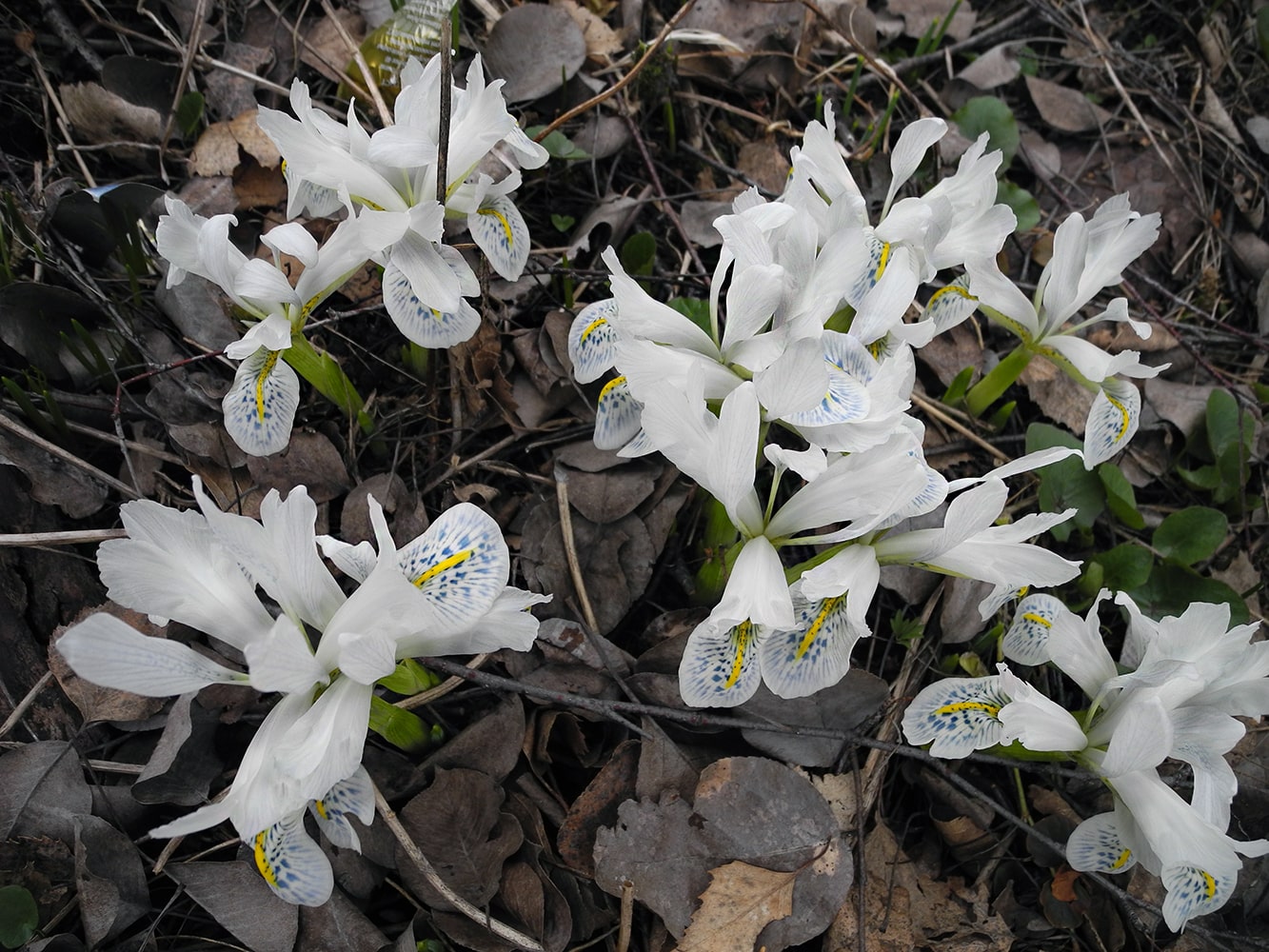 Image of Iridodictyum &times; catharinae specimen.