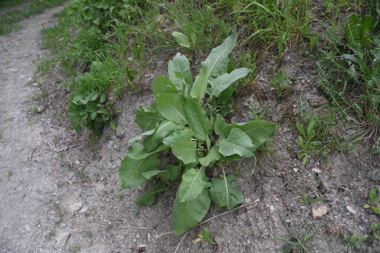 Image of Unknown species specimen.