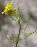 Image of specimen
