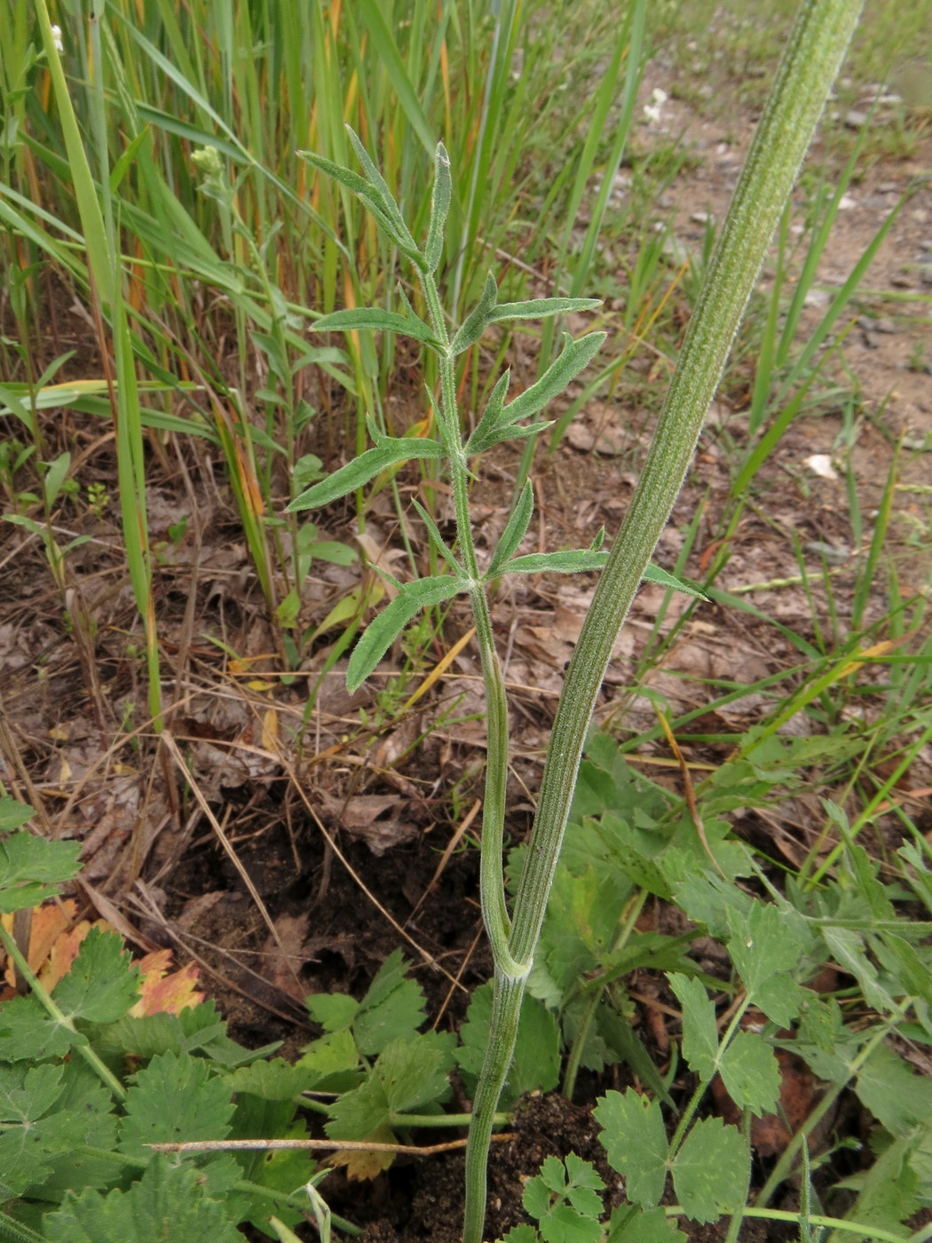Изображение особи Pimpinella saxifraga.