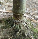 Phyllostachys sulphurea. Основание растения с частью корневища. Абхазия, г. Сухум, Ботанический сад. 13.08.2024.