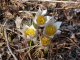 Pulsatilla orientali-sibirica. Цветущее растение. Тюменская обл., р-н СНТ Геофизик, смешанный лес (берёза, сосна). 02.05.2025.