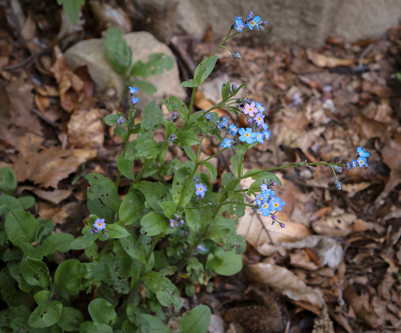 Image of Myosotis alpestris specimen.