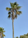 Washingtonia filifera. Верхняя часть ствола и крона плодоносящего растения. Португалия, округ Сетубал, г. Сетубал, в культуре. 16.08.2025.