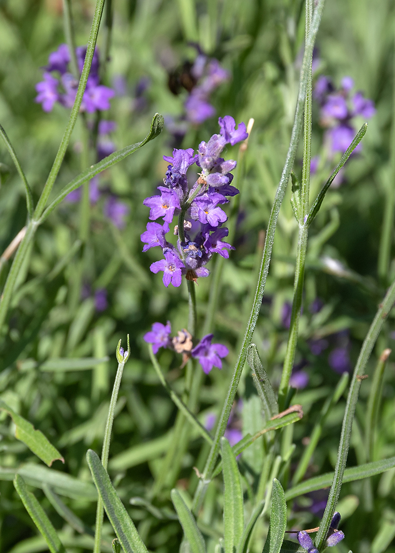 Изображение особи род Lavandula.