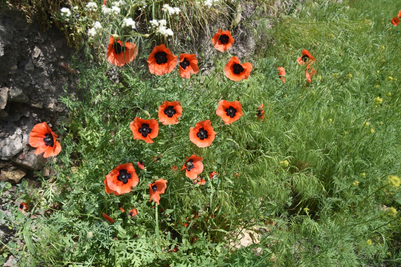 Image of genus Papaver specimen.