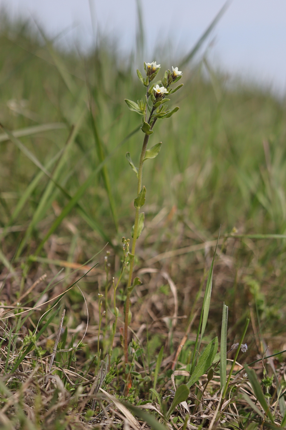 Изображение особи Buglossoides rochelii.