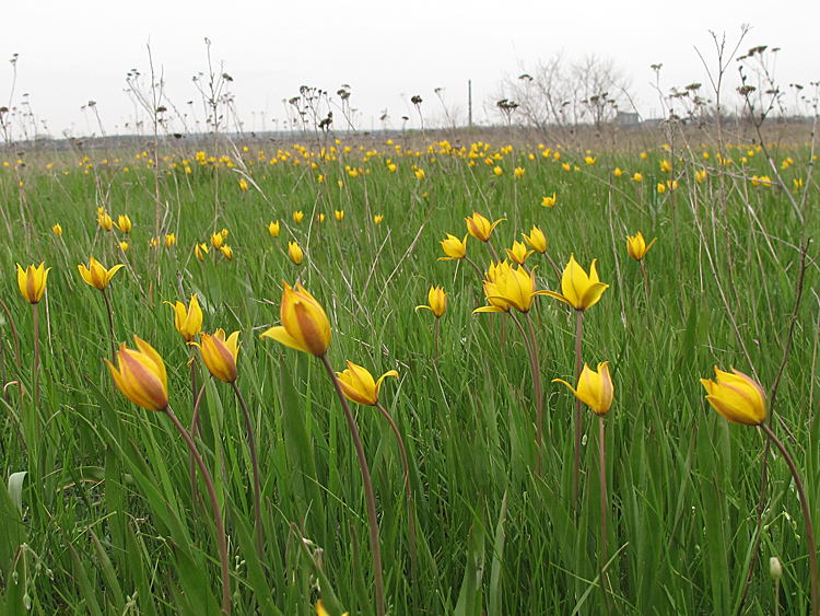 Изображение особи Tulipa biebersteiniana.