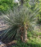 genus Yucca. Вегетирующее растение. Волгоград, Красноармейский р-н, дендрарий. 08.05.2026.