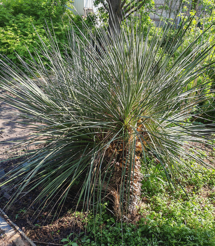 Image of genus Yucca specimen.