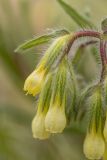 Onosma setosa. Цветки. Дагестан, Кумторкалинский р-н, окр. бархана Сарыкум, песчаная степь. 28.04.2026.
