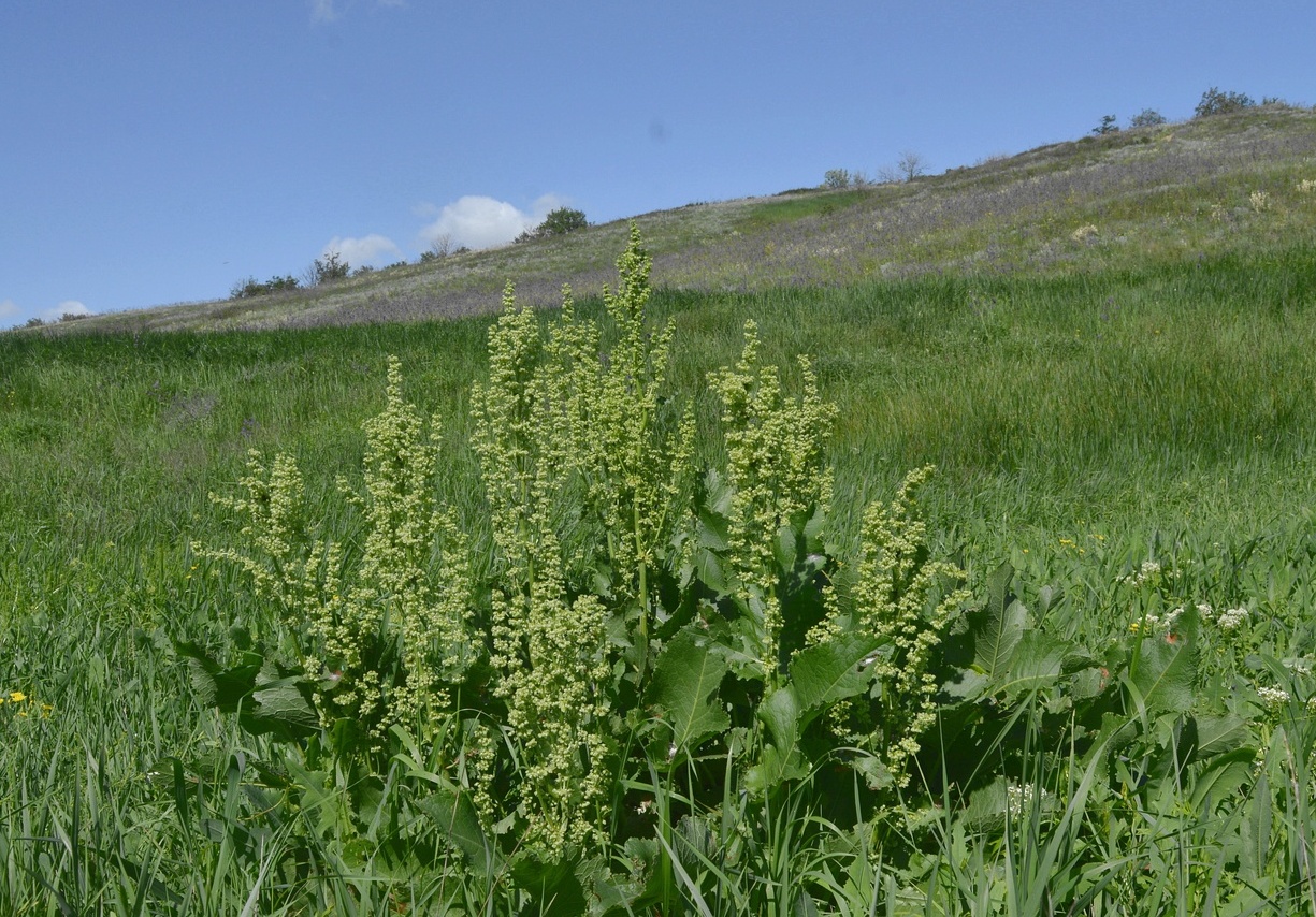 Image of Rumex confertus specimen.