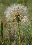 genus Tragopogon