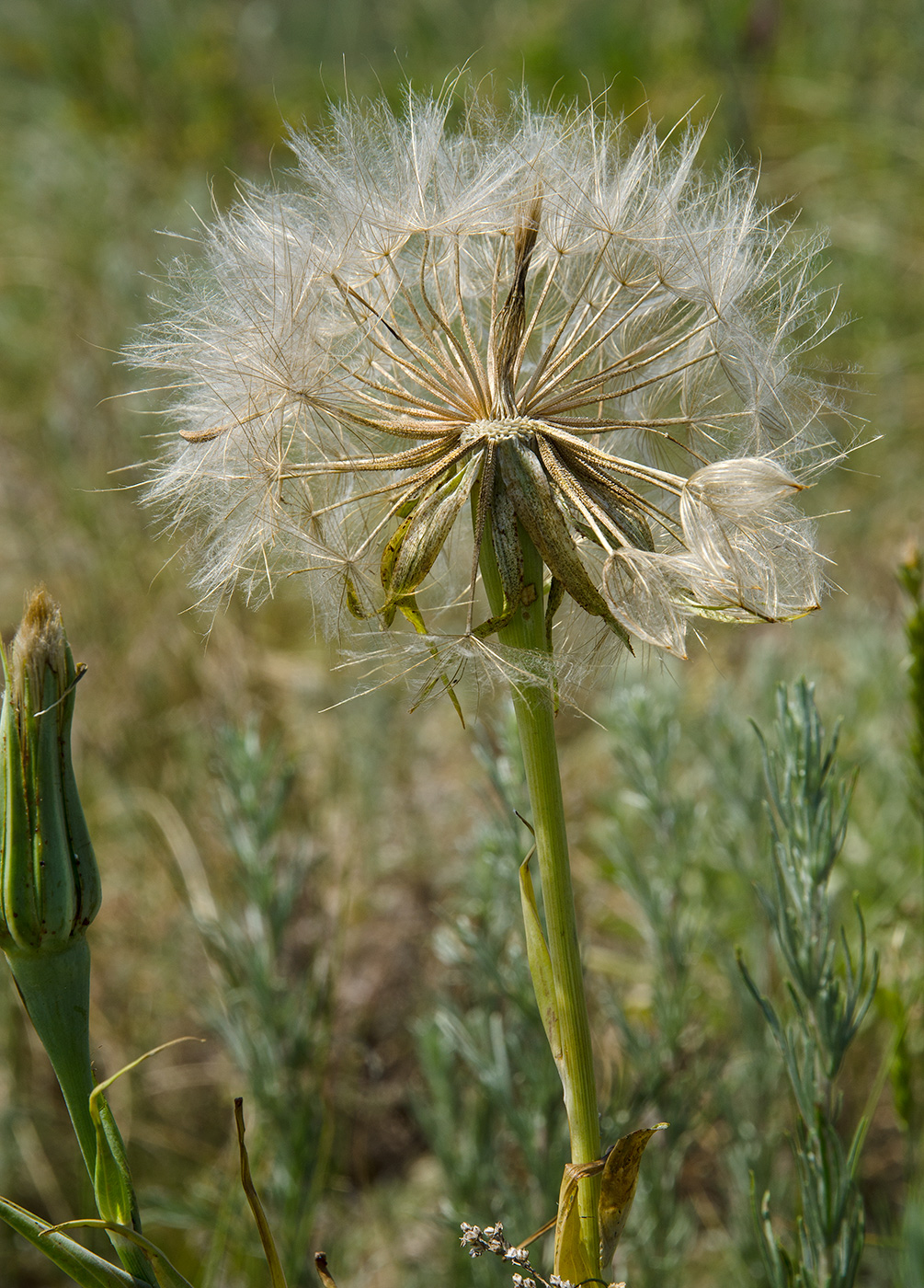Image of genus Tragopogon specimen.