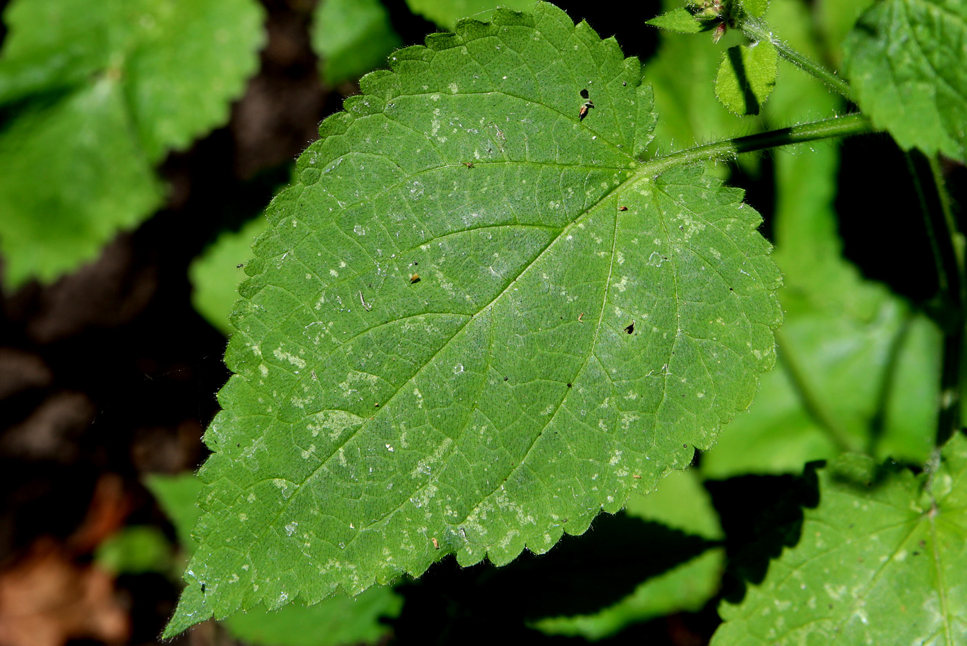 Image of Stachys sylvatica specimen.