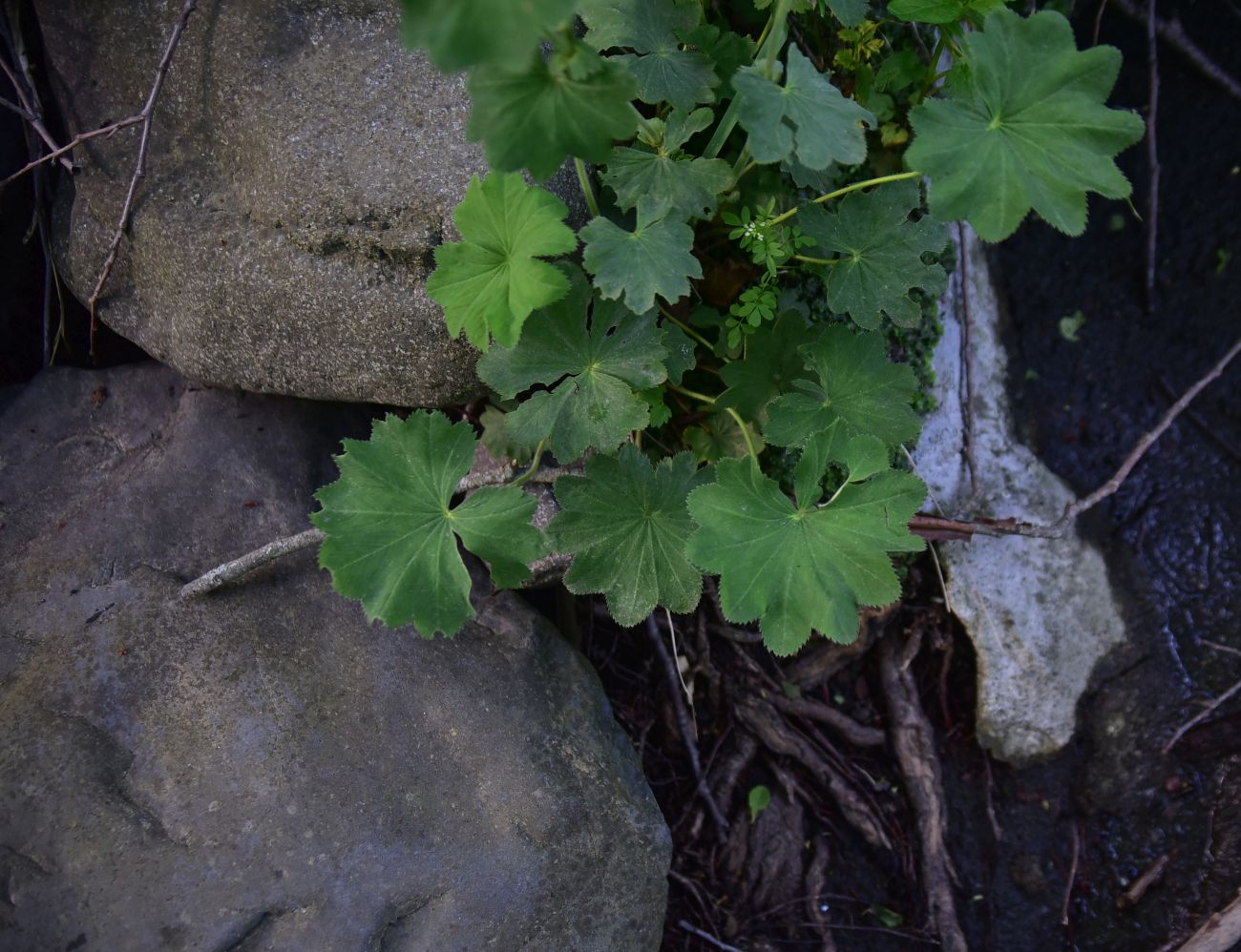 Image of genus Alchemilla specimen.