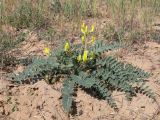 Astragalus longipetalus. Цветущее растение. Астраханская обл., Наримановский р-н, окр. пос. Сайгачный, Пески Давсна, частично закреплённые пески. 10 мая 2026 г.