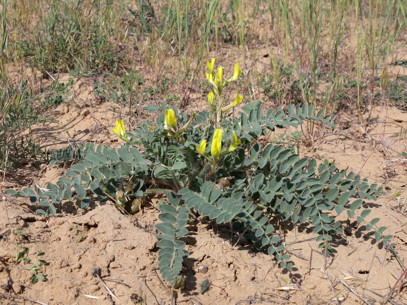 Image of Astragalus longipetalus specimen.