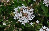 Pentas lanceolata. Соцветие. Португалия, о-в Мадейра, г. Фуншал, в культуре. 09.06.2026.