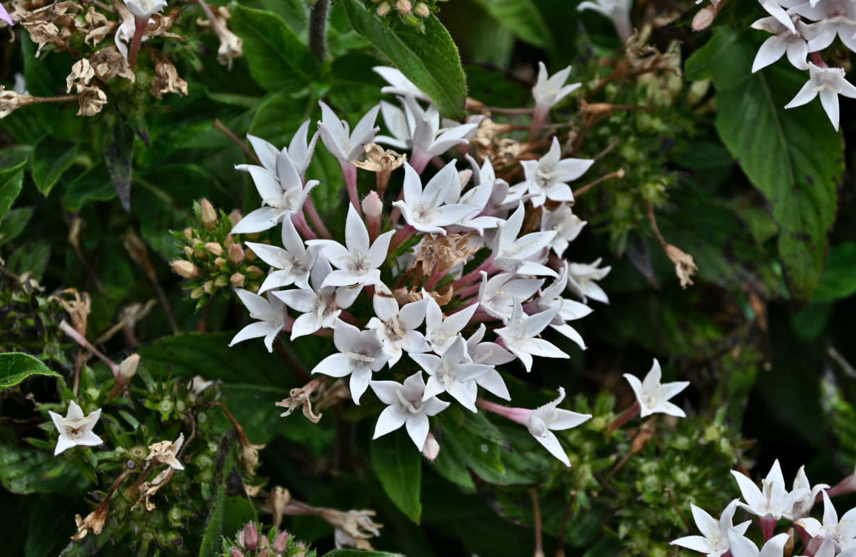 Image of Pentas lanceolata specimen.