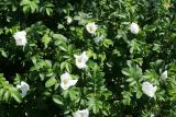 Rosa rugosa. Цветки (белая форма) и листья. Ленинградская обл., Ломоносовский р-н, окр. Шепелёвского маяка; п-ов Каравалдай, южная оконечность, берег Финского залива, гребень песчаного берегового вала. 20.06.2026.