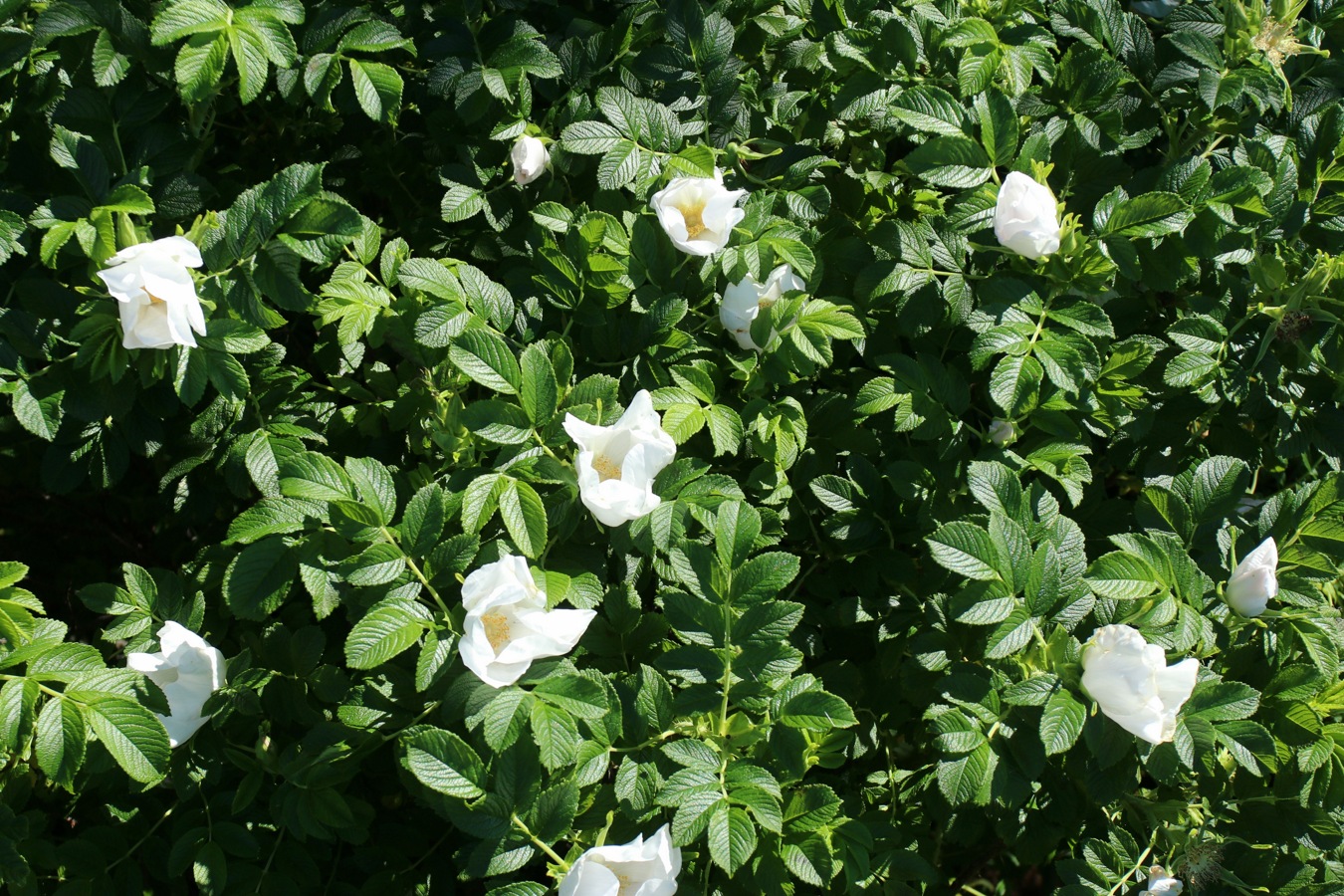Изображение особи Rosa rugosa.