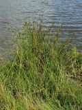Juncus effusus. Плодоносящее растение. Беларусь, Витебская обл., окр. дер. Местечко, берег озера. 16.07.2026.
