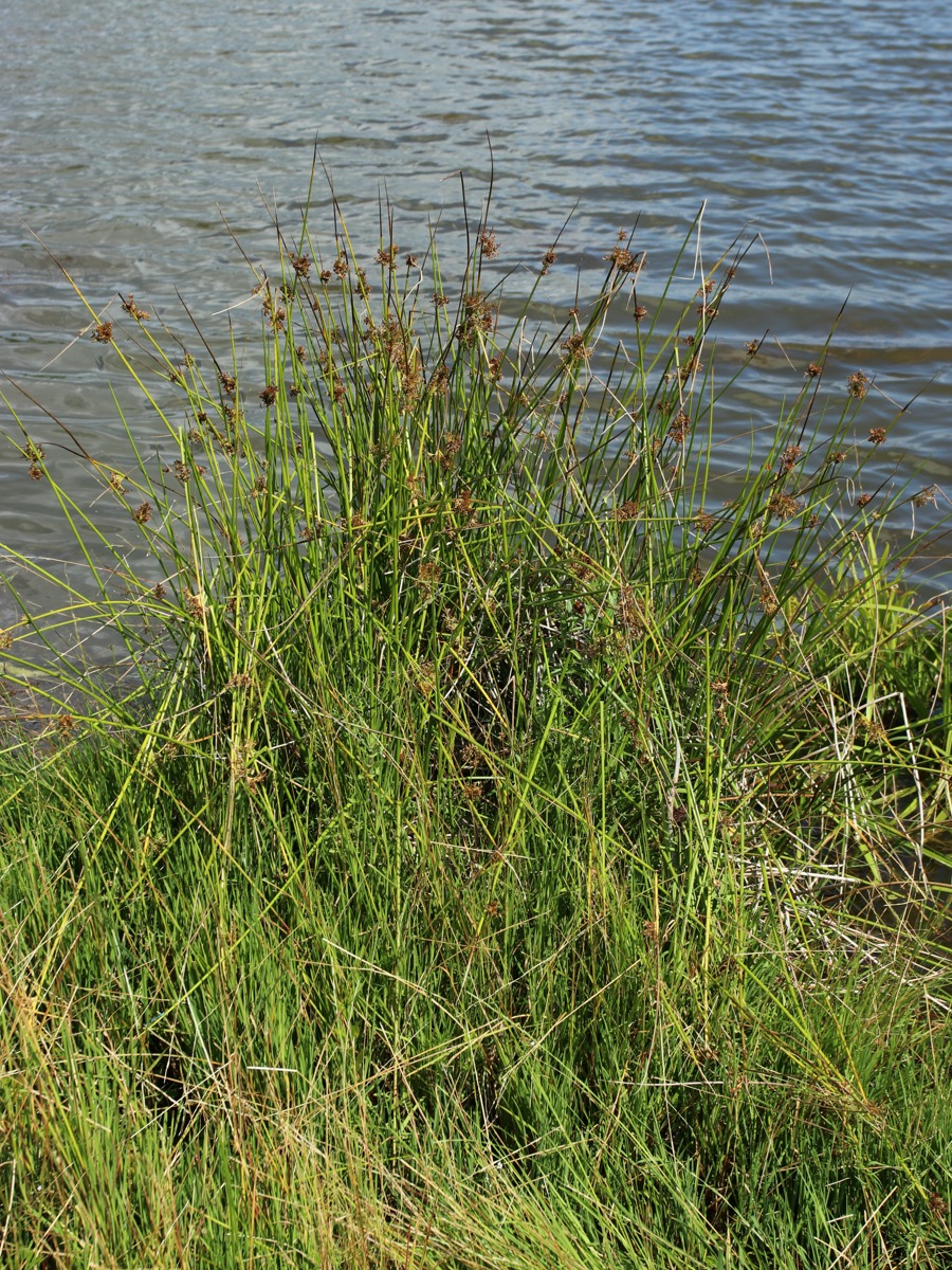 Image of Juncus effusus specimen.