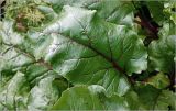 Beta vulgaris. Листья. Московская обл., Раменский р-н, окр. дер. Хрипань, садовый участок. 15.07.2026.