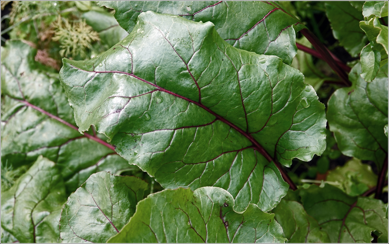 Image of Beta vulgaris specimen.