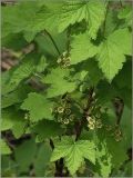 Ribes spicatum. Часть побега с соцветиями. Чувашия, окр. г. Шумерля, пойма р. Сура, устье р. Мочалка. 15 мая 2011 г.