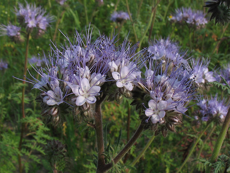 Image of Phacelia tanacetifolia specimen.